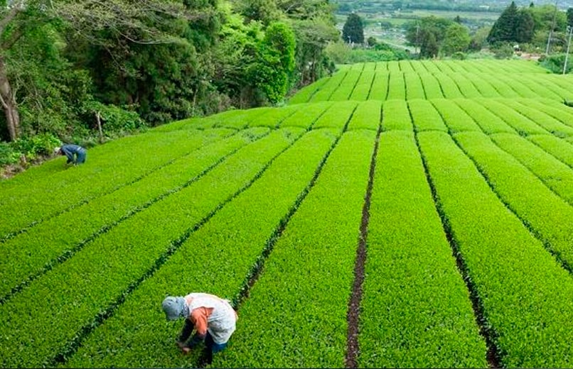 Práticas que dão futuro: a agricultura regenerativa muda a cara do campo português