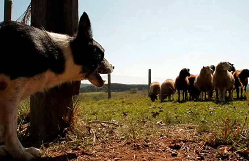 Cães de Guarda sem Trabalho: O Futuro dos Fiéis Protetores das Quintas Portuguesas