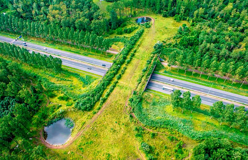 Portugal a Ganhar Fôlego Verde: Os Corredores Que Voltam a Ligar o Campo e a Natureza