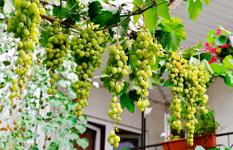 Micro-vinhas Urbanas no Topo de Lisboa e Porto Modificam a Paisagem e Sustentabilidade